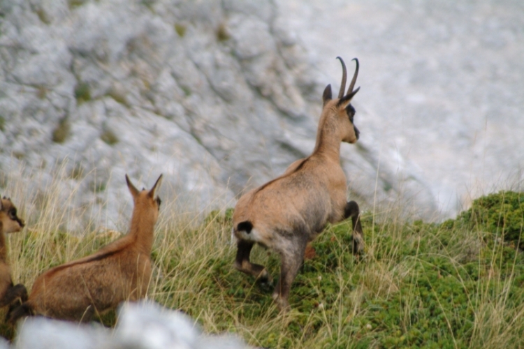 Camoscio d''Abruzzo Rupicapra pyrenaica ornata